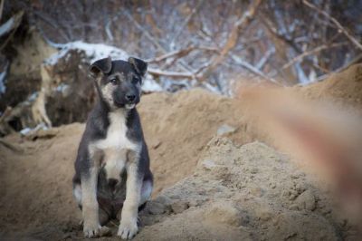 Лот: 6396394. Фото: 1. Щенята! 2 месяца, уличные, но... Собаки, щенки