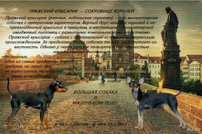 Лот: 13853992. Фото: 1. Лучший подарок на Новый год! Щенки... Собаки, щенки