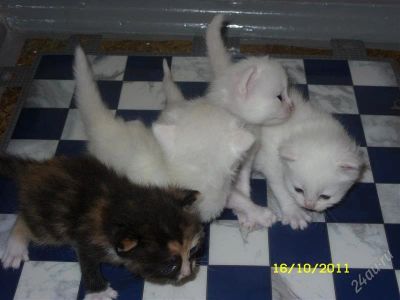 Лот: 1361767. Фото: 1. Белоснежные пушистики,родились... Кошки, котята