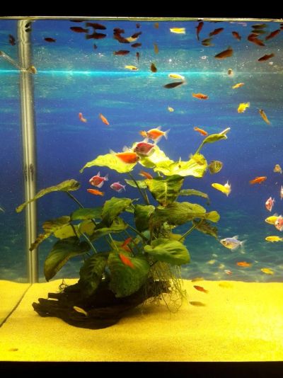 Лот: 12475613. Фото: 1. Анубиас бартера на мангровой коряге. Водные растения