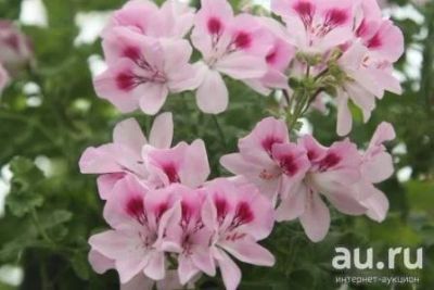 Лот: 11250954. Фото: 1. Пеларгония ангел quantock rose... Горшечные растения и комнатные цветы