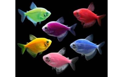 Лот: 11815417. Фото: 1. Тетра разноцветная аквариумная... Рыбки
