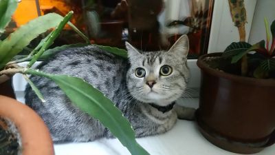 Лот: 18142156. Фото: 1. Котик ищет новый дом. Кошки, котята