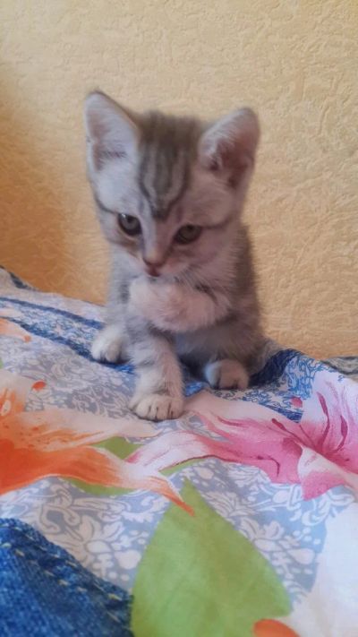 Лот: 4310407. Фото: 1. Котята британцы. Кошки, котята