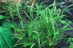 Лот: 21985552. Фото: 1. ✅Меристемное растение Juncus repens... Водные растения