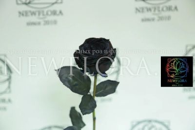 Лот: 6929413. Фото: 1. Черные розы поштучно. Свежие цветы