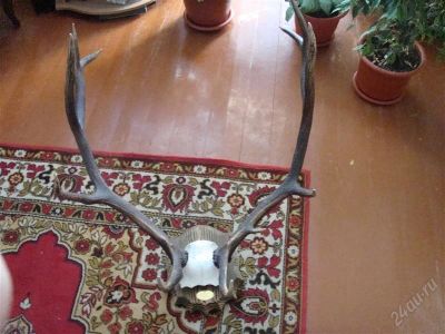 Лот: 866576. Фото: 1. Рога Благородного Оленя. Другое (охота)