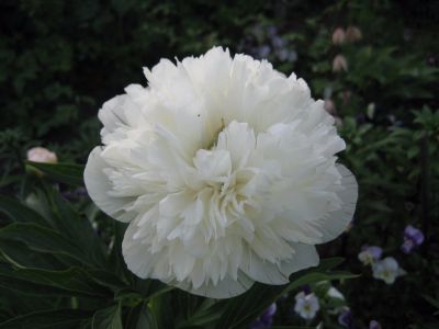 Лот: 11959267. Фото: 1. Пион officinalis Alba Plena, есть... Садовые цветы