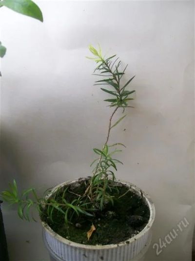 Лот: 2570851. Фото: 1. Австралийское чайное дерево 1. Горшечные растения и комнатные цветы