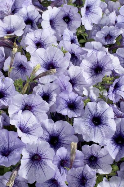 Лот: 13339219. Фото: 1. рассада петунии Celebrity blue... Садовые цветы