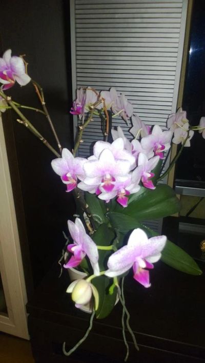 Лот: 8717125. Фото: 1. орхидея, цветущая. Горшечные растения и комнатные цветы