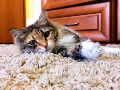 Лот: 9276117. Фото: 1. Кошка в добрые руки. Кошки, котята