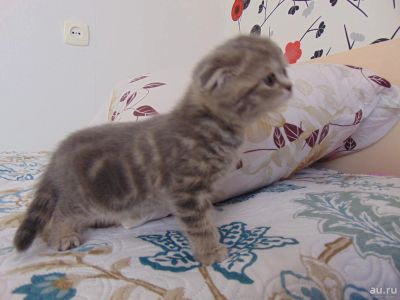 Лот: 9062801. Фото: 1. Вислоухая вискас окрас. Кошки, котята