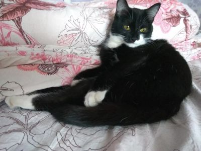 Лот: 10675434. Фото: 1. Отдам кошку с наследством. Кошки, котята