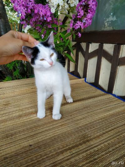 Лот: 14485523. Фото: 1. котенок. Кошки, котята
