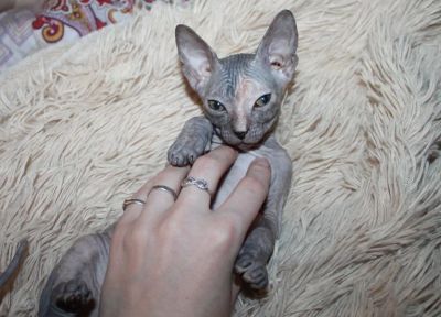 Лот: 10755764. Фото: 1. котенок донского сфинкса. Кошки, котята