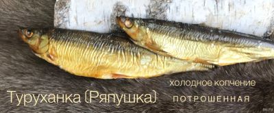 Лот: 14325640. Фото: 1. Туруханка-Ряпушка холодное копчение. Икра, рыба, морепродукты