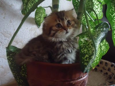 Лот: 3301974. Фото: 1. Шотландские котятки! Остался последний... Кошки, котята