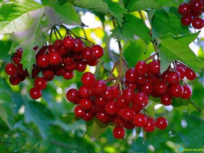 Лот: 12159293. Фото: 1. Калина полпакета фасовочного. Ягоды, орехи