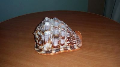 Лот: 7185230. Фото: 1. Ракушка большая. Другое (предметы интерьера)
