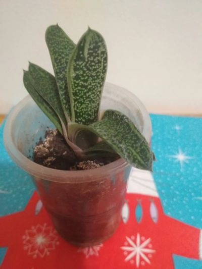 Лот: 19976410. Фото: 1. Гастерия пятнистая /Gasteria maculata. Горшечные растения и комнатные цветы