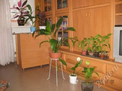 Лот: 245773. Фото: 1. Спатифиллум.!. Горшечные растения и комнатные цветы