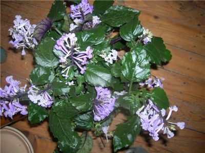Лот: 17068871. Фото: 1. Плектрантус Mona Lavender (черенок... Горшечные растения и комнатные цветы