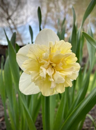 Лот: 20412550. Фото: 1. Нарцисс «Айс Кинг» (Narcissus... Садовые цветы