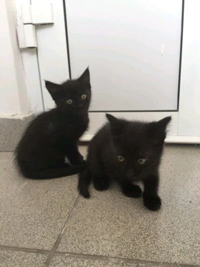 Лот: 12028150. Фото: 1. Котята. Кошки, котята