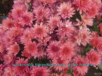 Лот: 8030493. Фото: 1. Бранхил ред Мультифлора. Садовые цветы