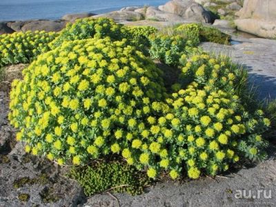 Лот: 7208661. Фото: 1. Родиола розовая, или золотой корень... Садовые цветы