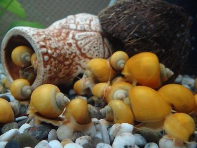 Лот: 4437626. Фото: 1. Улитки Ампулярия. Моллюски, ракообразные, кораллы