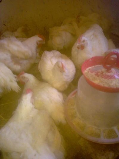 Лот: 8278694. Фото: 1. Мясо домашнего бройлера. Мясо, птица, яйцо