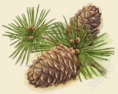 Лот: 1177776. Фото: 1. орех кедровый (вкуууусный). Ягоды, орехи