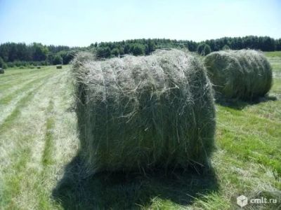 Лот: 10998282. Фото: 1. Продам сено в рулонах по 300 кг. Корма