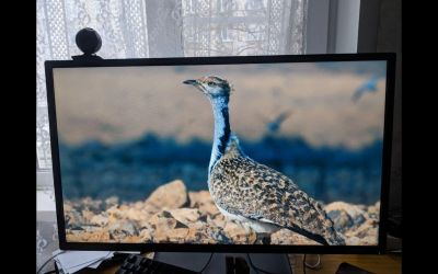 Лот: 16785425. Фото: 1. HP Pavilion 32 (V1M69AA). Матрицы для дисплея