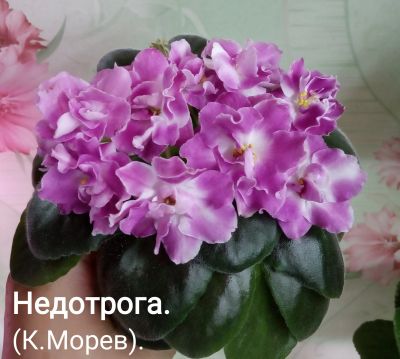 Лот: 14463319. Фото: 1. Фиалка Недотрога-лист. Горшечные растения и комнатные цветы