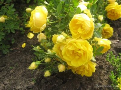Лот: 7406667. Фото: 1. Роза парковая Желтая. Другое (семена, рассада, садовые растения)