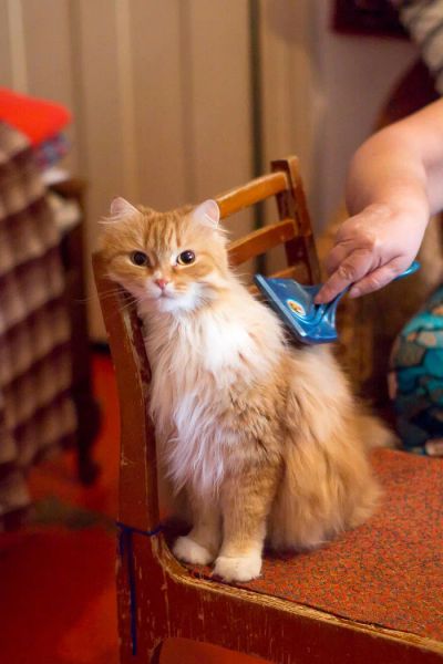 Лот: 7600737. Фото: 1. Кот Рыжик ищет любящую семью. Кошки, котята