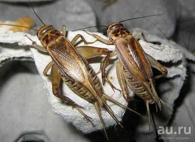 Лот: 8810281. Фото: 1. кормовые насекомые :сверчок. Остальные животные