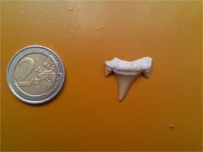 Лот: 7176900. Фото: 1. Оберег "Зуб доисторической акулы... Талисманы, амулеты, предметы для магии