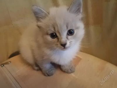 Лот: 1680147. Фото: 1. Отдам котят в добрые руки!. Кошки, котята