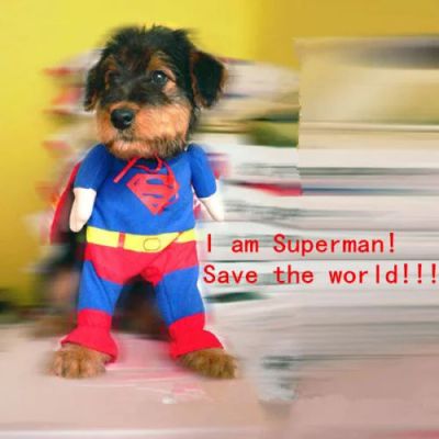 Лот: 6644807. Фото: 1. Костюм для вашего питомца Superman. Ошейники, одежда, конное снаряжение