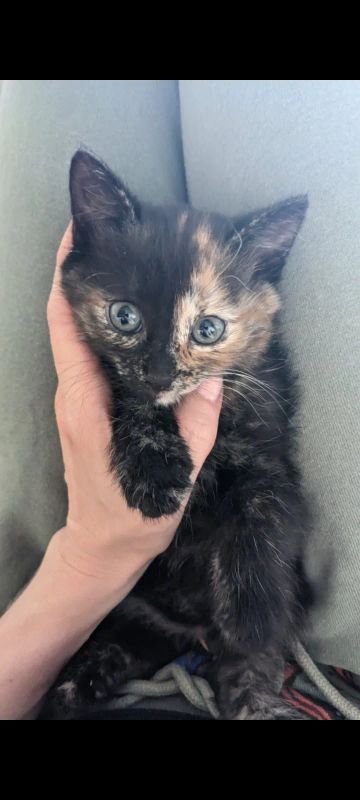 Лот: 20534353. Фото: 1. Трехцветная девочка 2мес. Кошки, котята