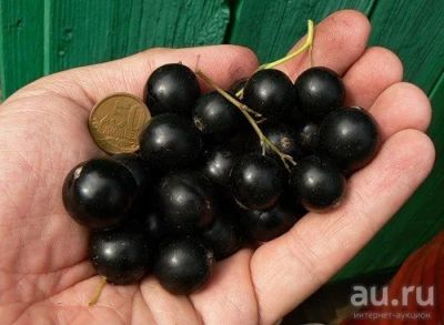 Лот: 9589998. Фото: 1. Саженцы смородины черная крупная... Другое (семена, рассада, садовые растения)