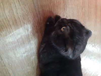 Лот: 17467313. Фото: 1. Кошка. Кошки, котята