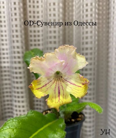Лот: 21082681. Фото: 1. Стрептокарпус ОД-Сувенир из Одессы... Горшечные растения и комнатные цветы