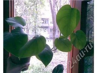 Лот: 71580. Фото: 1. монстера№1. Горшечные растения и комнатные цветы