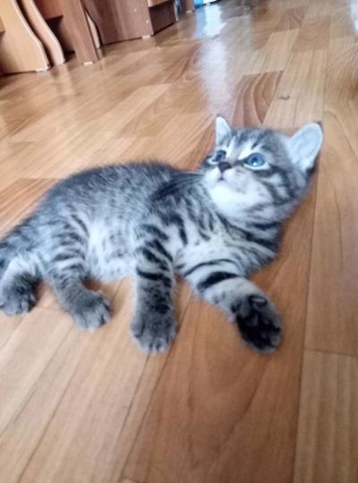 Лот: 9667613. Фото: 1. Британские котята. Кошки, котята