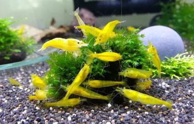 Лот: 7977875. Фото: 1. Креветка Желтая вишня Neocaridina... Моллюски, ракообразные, кораллы